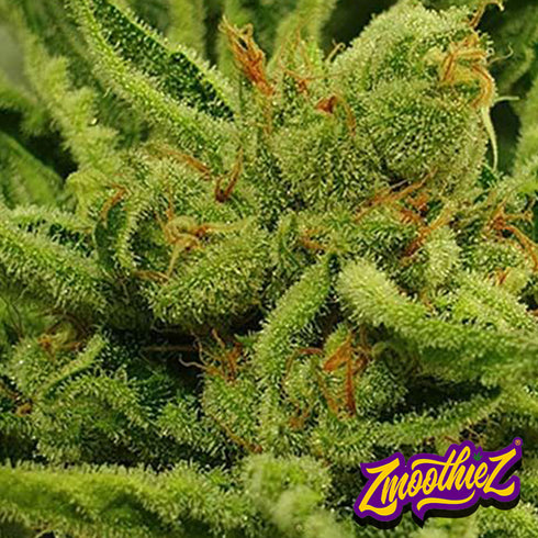 Zmoothiez - Frozen Cherry