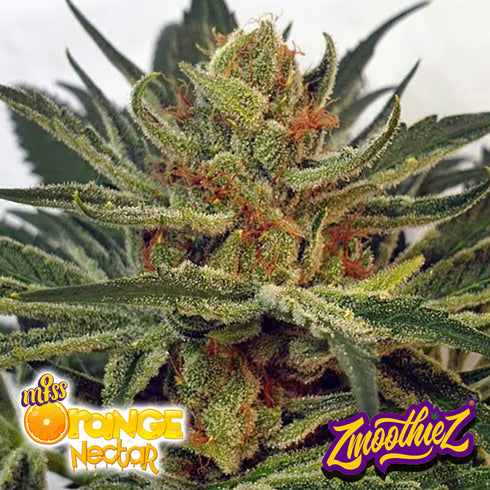 Zmoothiez - Miss Orange Nectar