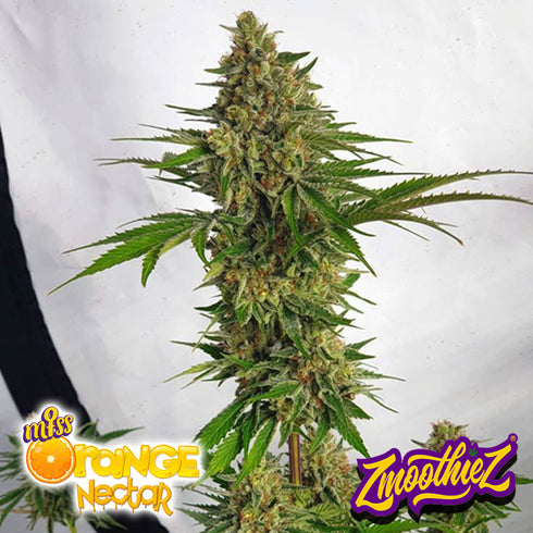 Zmoothiez - Miss Orange Nectar