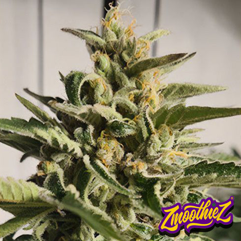 Zmoothiez - Purple Cream