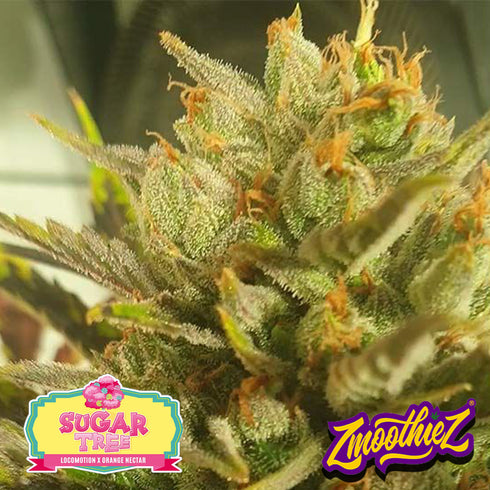 Zmoothiez - Sugar Tree