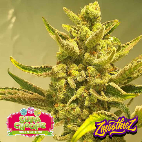 Zmoothiez - Supa Choopz
