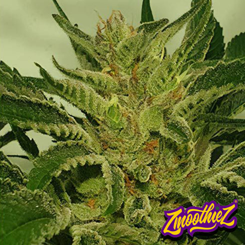 Zmoothiez - Supreme Nectar