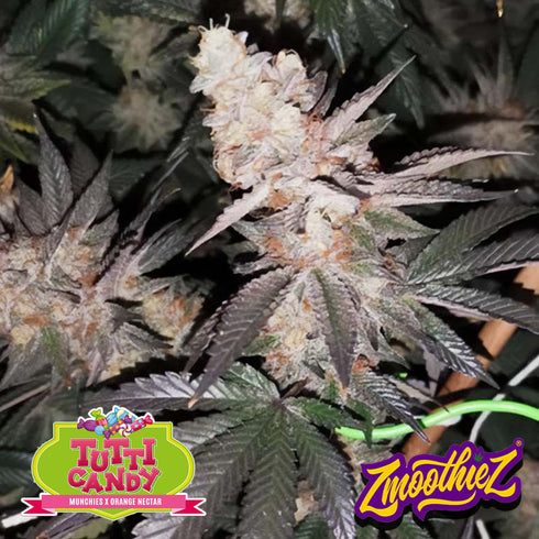 Zmoothiez - Tutti Candy