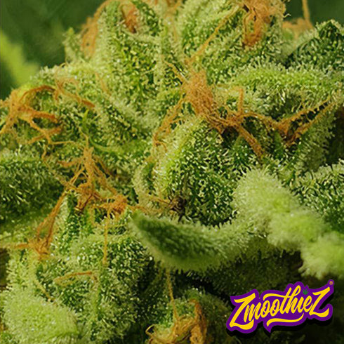 Zmoothiez - Juicy Drop'z