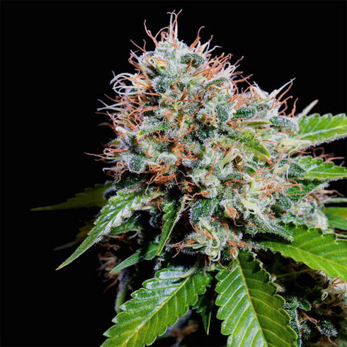 Genehtik Seeds - Ese T. Bilbo Auto