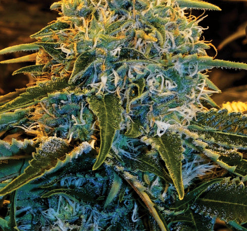 Exotic Seeds - Z & Z