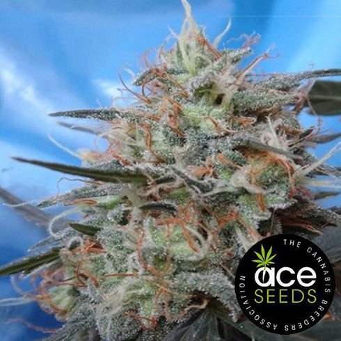 Ace Seeds - Congo x Kali China