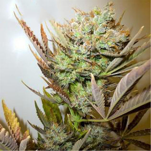 Flash Seeds - Ace Autoflowering