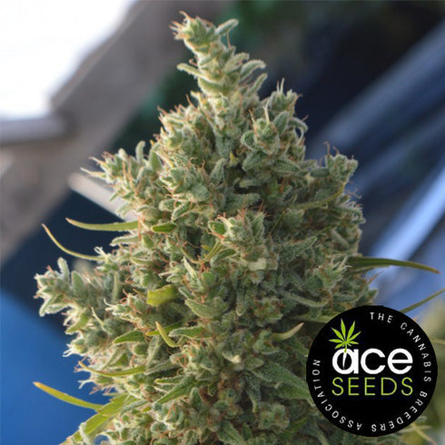 Ace Seeds - Killer A5 Haze