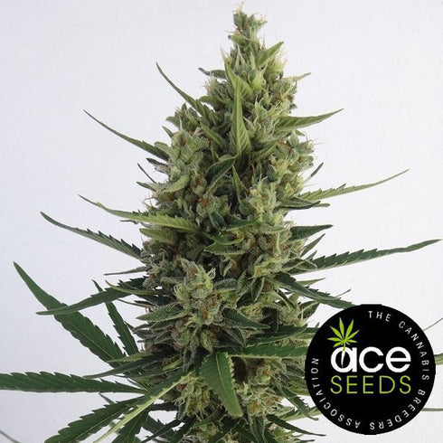 Ace Seeds - Malawi x NL Auto