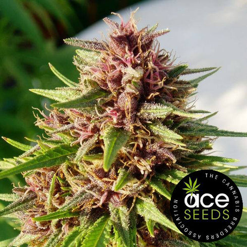 Ace Seeds - Erdpurt