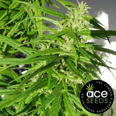 Ace Seeds - Green Haze