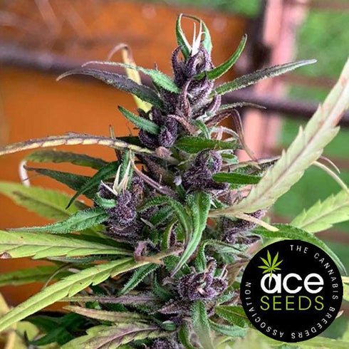 Ace Seeds - Honduras