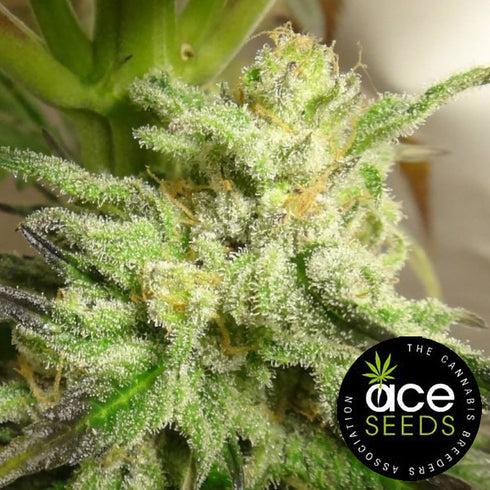 Ace Seeds - Kali China