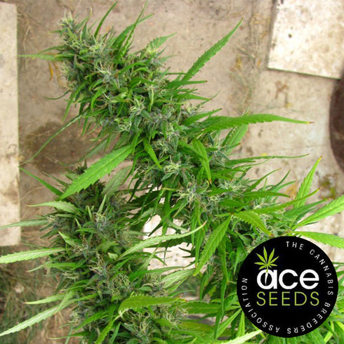 Ace Seeds - Lebanese