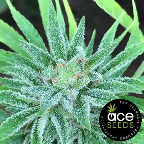 Ace Seeds - Malawi x Panama