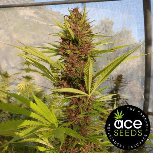 Ace Seeds - Malawi x PCK