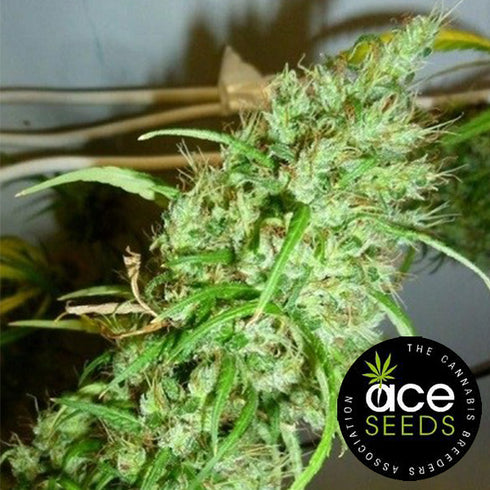 Ace Seeds - Ethiopian