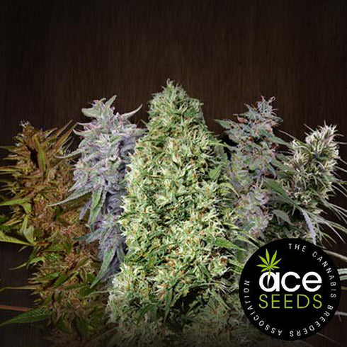 Ace Seeds - Ace Mix