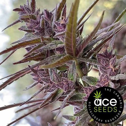 Ace Seeds - Panama Haze