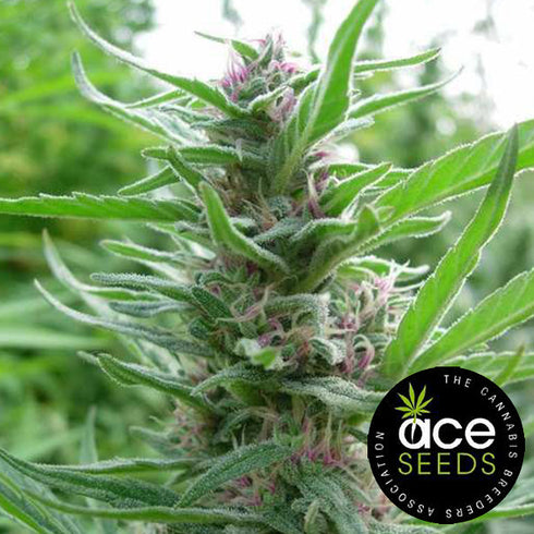 Ace Seeds - Panama
