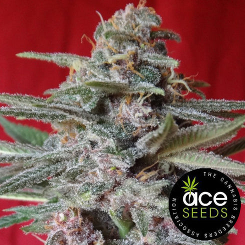 Ace Seeds - Snow Moon