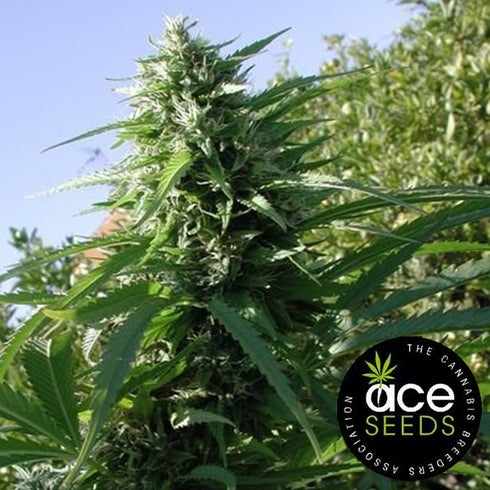 Ace Seeds - Tikal