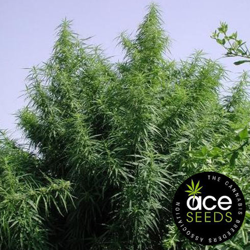 Ace Seeds - Tropical Mix
