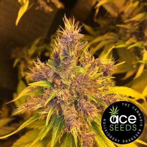 Ace Seeds - Violeta