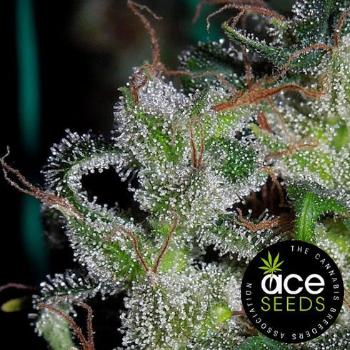 Ace Seeds - Zamaldelica