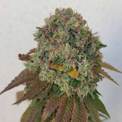 Karma Genetics - Acid Dawg