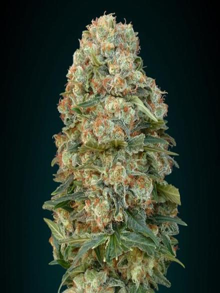 Advanced Seeds - Feminised Collection 2