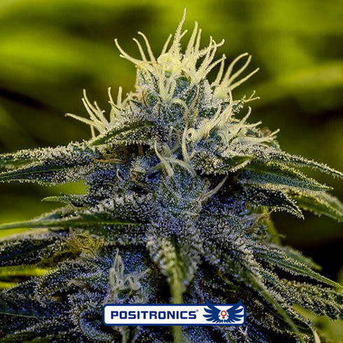 Positronic Seeds - Afghan Express