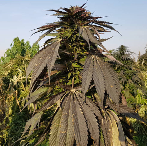 Afghan Selection - Khash