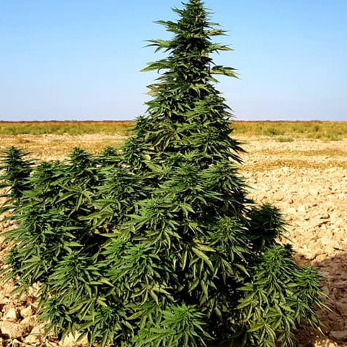 Afghan Selection - Kundoz