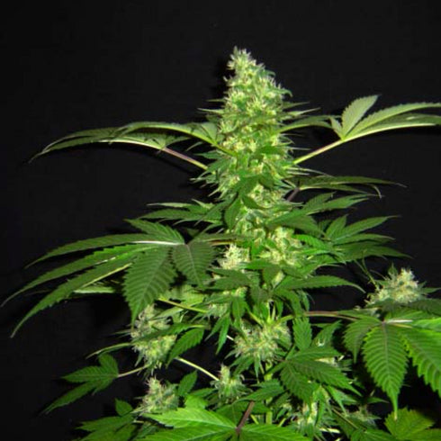 Flying Dutchmen - Afghanica