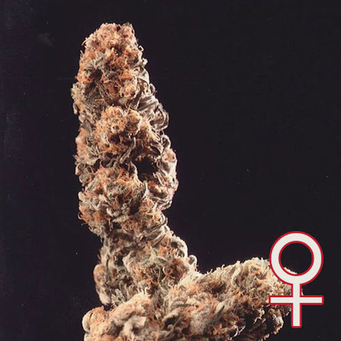 KC Brains - Afghani Special