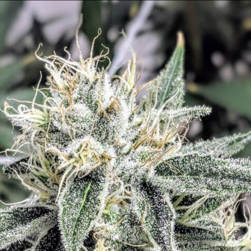 Subcool Seeds/TGA Genetics - Afgoo Overdrive