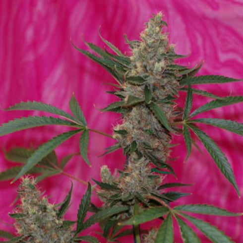 Subcool Seeds/TGA Genetics - Agent Orange