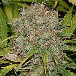 Sagarmatha Seeds - AK-48 Auto