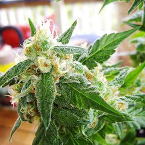 Nirvana Seeds - AK48 Auto