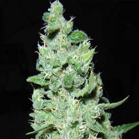 Serious Seeds - AK47