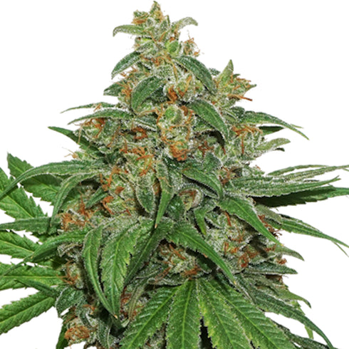 Seed Stockers Seeds - AK420 Auto