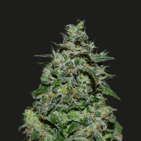 Kalashnikov Seeds - AK Kush Express