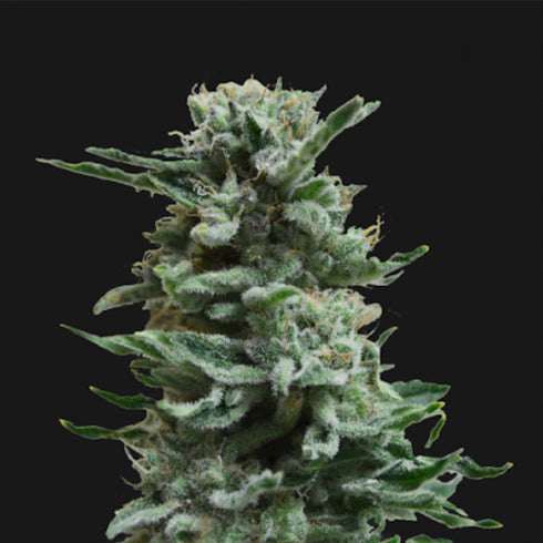 Kalashnikov Seeds - AK Skunk Auto