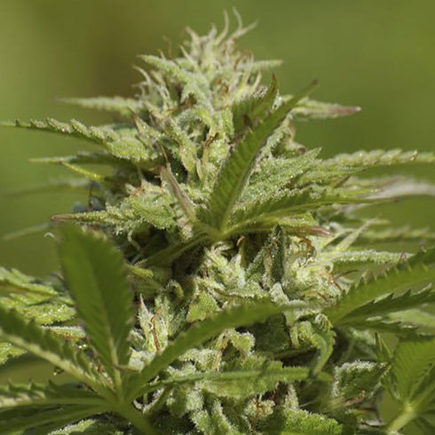 Digital Genetics - Albino Fire Skunk OG 2