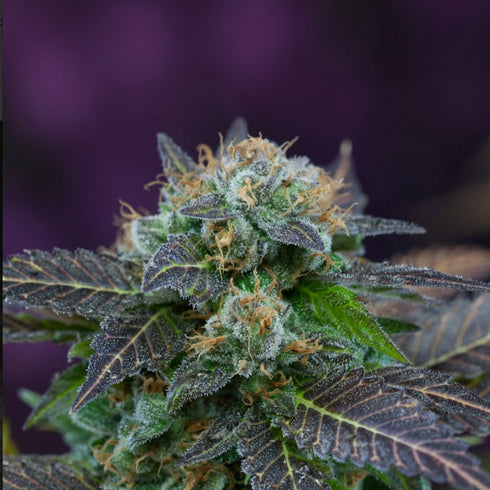 Subcool Seeds/TGA Genetics - Alchemy