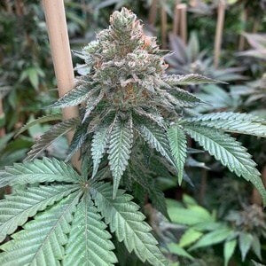 Mosca Seeds - Alien Blackout (Gas Line)