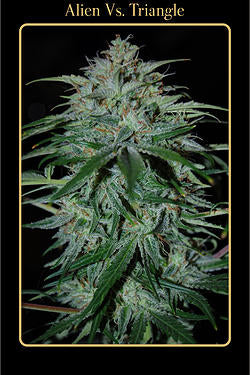 Mephisto Genetics - Alien Vs Triangle Auto